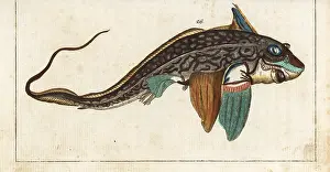 Chimaera: Ratfish or rabbitfish, Chimaera monstrosa
