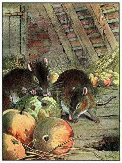 C1910: RATS IN THE BARN C1910
