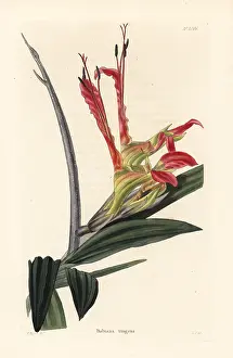 Shotter: Rat's tail, Babiana ringens