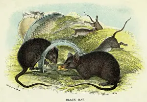 Sieve: RATS & TRAP C1840