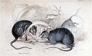 Gingerly: RATS & TRAP C1840