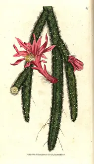Rattail: Rattail cactus, Disocactus flagelliformis