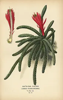 Rattail: Rattail cactus, Disocactus flagelliformis