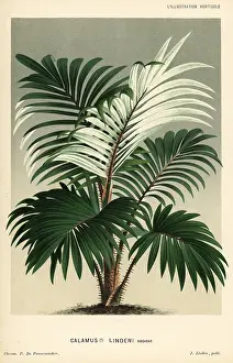 Rattan: Rattan palm, Calamus discolor