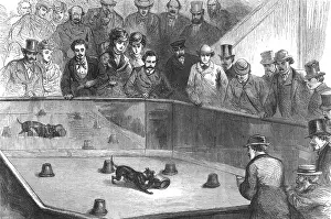 Ratting: RATTING/PARIS DOG SHOW