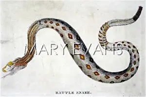Rattlesnake: RATTLESNAKE, 1798