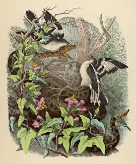 Rattlesnake: Rattlesnake attacked by birds