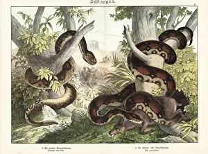 Herpetology: Rattlesnake and boa constrictor