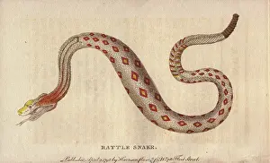 Rattlesnake: Rattlesnake, Crotalus cerastes