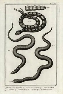 Rattlesnake: Rattlesnake, eastern mudsnake and Indian cobra