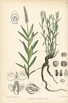 Polygala: Rattlesnake-root or Seneca snake-root, Polygala senega