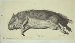 Sewer: Rattus norvegicus, brown rat