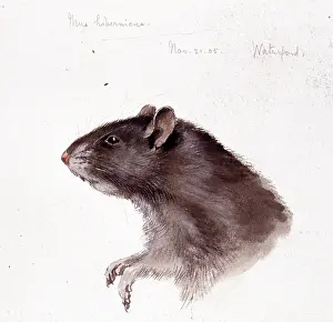 Rodentia: Rattus rattus, black rat