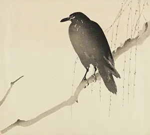 Shoki: Raven on a branch