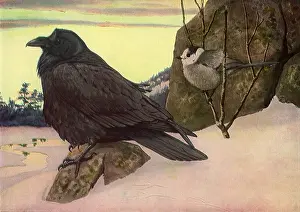 Twig: Raven and Canada Jay