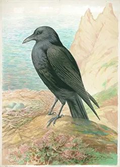 Rankin: Raven