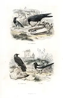 Pourrat: Raven, jackdaw and magpie