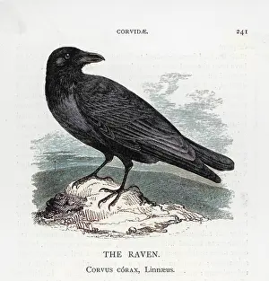 Corax: Raven on a Rock
