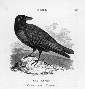 Corvus: Raven on a Rock