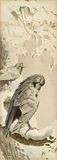 Crows: Two Ravens on a snowy perch