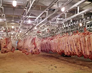 Solutions: Raw Meat Sides of Beef Hanging in Refrigerated Warehouse