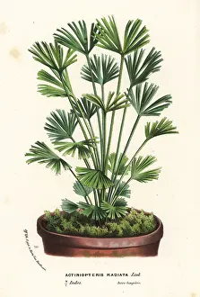 Serres: Ray fern, Actiniopteris radiata