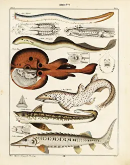 Allgemeine: Ray, shark, sturgeon, lamprey, etc