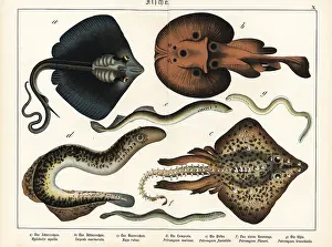 Naturgeschichte: Rays and lampreys