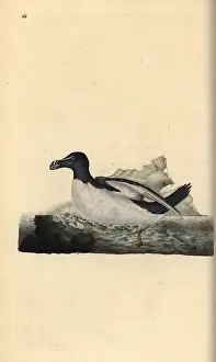 Torda: Razorbill, Alca torda