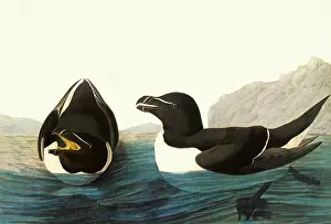 Torda: Razorbill, Alca torda