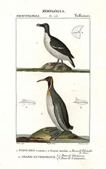 Torda: Razorbill, Alca torda, and emperor penguin