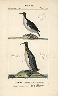 Torda: Razorbill, Alca torda, and emperor penguin