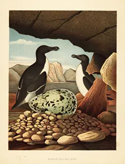 Torda: Razorbill or lesser auk, Alca torda