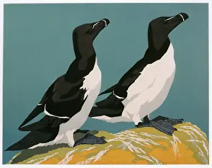 Razorbills