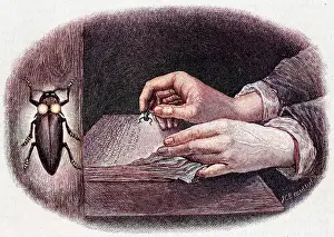 Elater: READING BY FIREFLY LIGHT