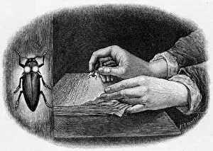 Elater: READING BY FIREFLY LIGHT