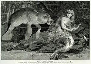 Mermaids: Real and ideal