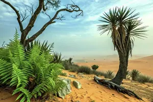Paleobotany: A realistic landscape from the Triassic period