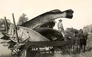 Accommodate: Really Big Fish