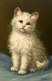 Seems: Really Cute Kitten