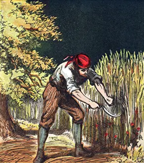 Reaper: Reaper beginning to cut crop of wheat with a sickle