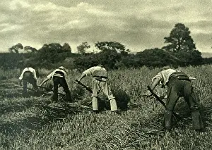 Reaping: Reapers at work with scythes, Isle of Wight