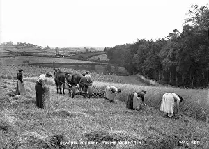 Corn: Reaping the Corn, Toome, Co. Antrim