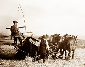 Reaping: Reaping with horses in Billinge in 1926