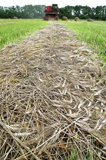 Reaping: Reaping in Rostov region, 1998