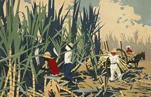 Reaping: Reaping sugar canes in the West Indies
