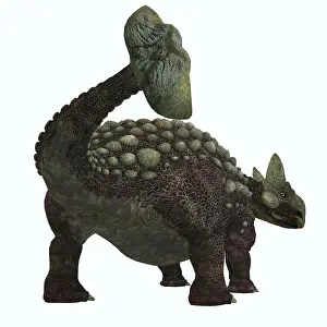 Thyreophora: Rear view of Ankylosaurus