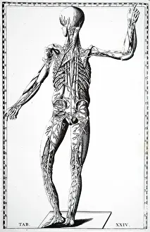 Diagram: Rear view of the blood vessels. From Bartolemmeo