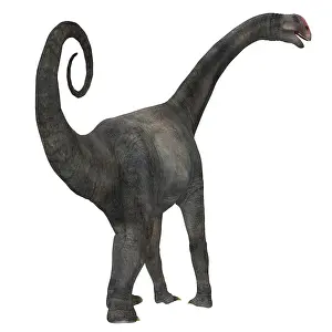 Macronaria: Rear view of a Brontomerus dinosaur