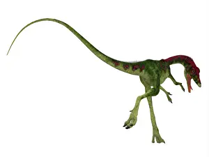 Longipes: Rear view of Compsognathus dinosaur